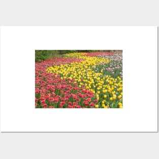 Rows of Tulips in Spring Posters and Art